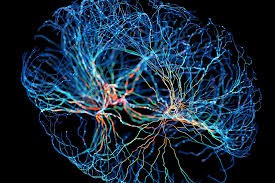 Neuroplasticitet och spegelterapi